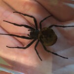 Ominous Spider Deck - Diamond Jim Tyler